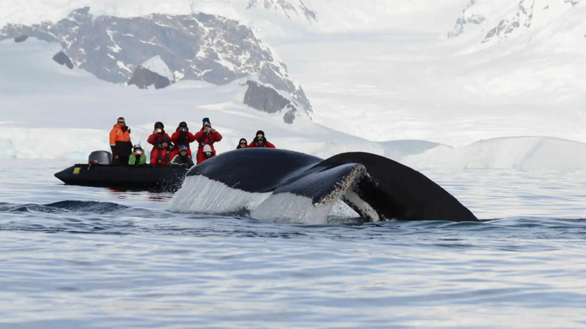 Enjoy Whale Watching